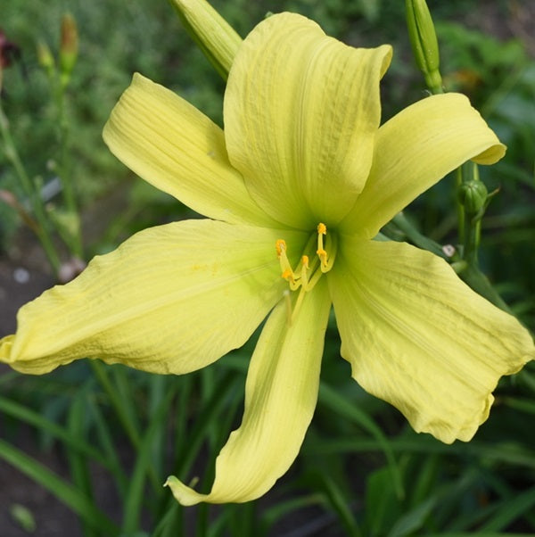 A Gardens Jubilee for Angie daylily with neon chartreuse, creped sepals, GT, spider(5.0:1), Evfrom Sterrett Gardens
