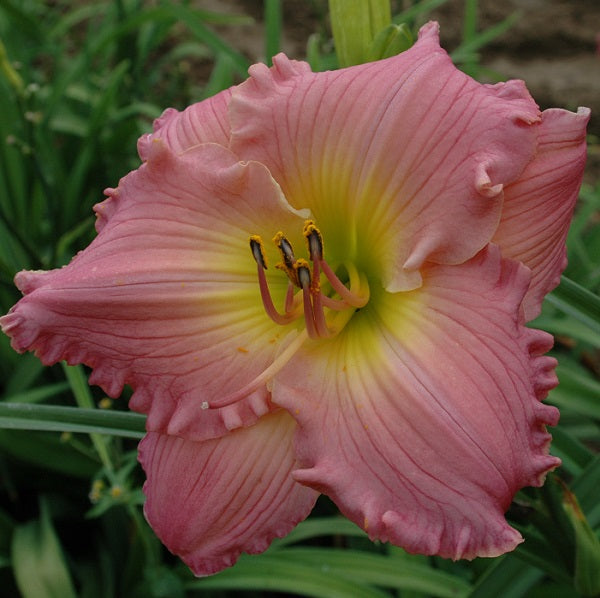 Absolute Treasure daylily with orchid rose self, fragrant EV, HM2001 from Sterrett Gardens