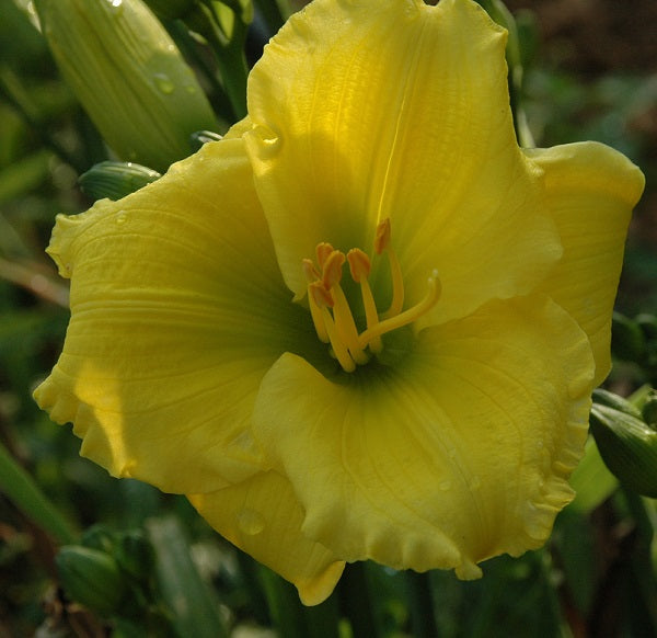 Abundant Love daylily with bright yellow self, GT, fragrant DOR from Sterrett Gardens
