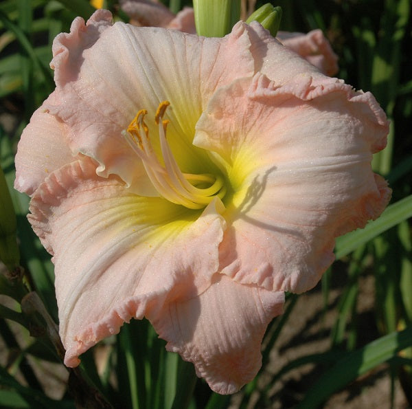 Ain't She Nice daylily with cake icing pink, GT, fragrant DOR from Sterrett Gardens