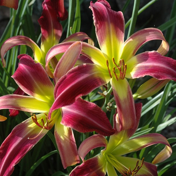 Bali Watercolor is a midseason lavender daylily from Sterrett Gardens has a silvery water mark above green throat, spider (4.36:1), fragrant