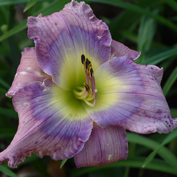 Beautyberry Jam is a lavnder pink daylily from Sterrett Gardens with darker lavender purple eye, GT, piecrust edge, purple stipples on veins, SEV
