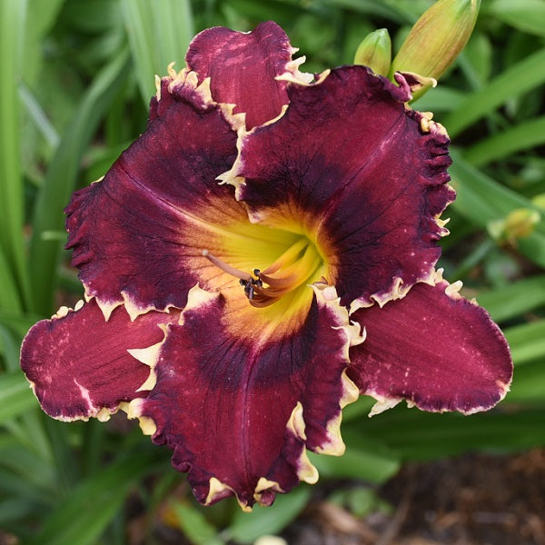 Bengali is a midseason black purple daylily from Sterrett Gardens with darker eye, white sharks teeth edge