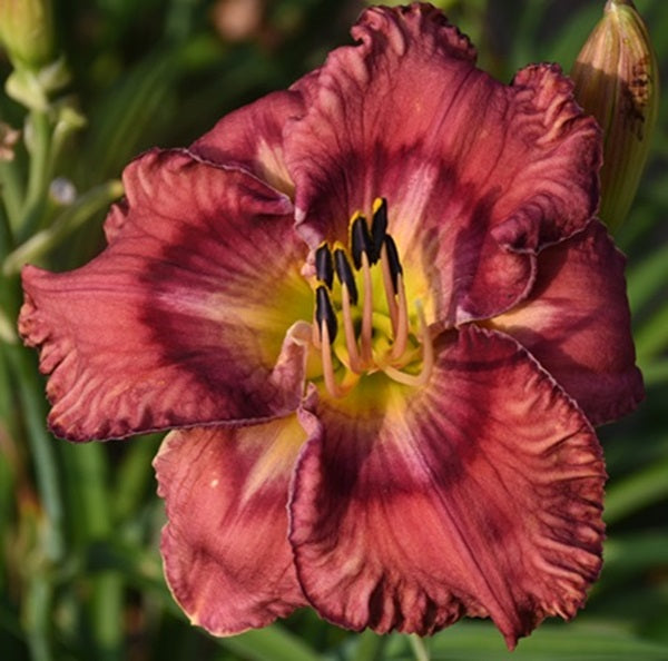 Big Red Wiggles is a rose red daylily from Sterrett gardens with multilayered ruby eye, black red picotee, white pattern on sepals, GT, buds=25, EV