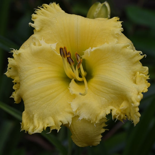 Biting Sunshine is a bright yellow daylily from Sterrett Gardens with small GT, serrated toothy edge, SEV