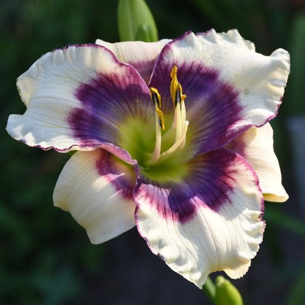 Blue Deva is a cream white daylily from Sterrett Gardens with seven lavender-near blue halos on petals and sepals, slight purple edge on petals, SEV