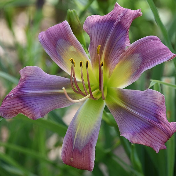 Blue Viper mauve red daylily from Sterrett Gardens with GT, shades of blue eye on petals & sepals, F, EV