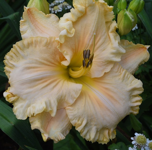 Born Country a pale apricot daylily from Sterrett Gardens with creamy ruffles, yellow throat, raised midribs, DOR