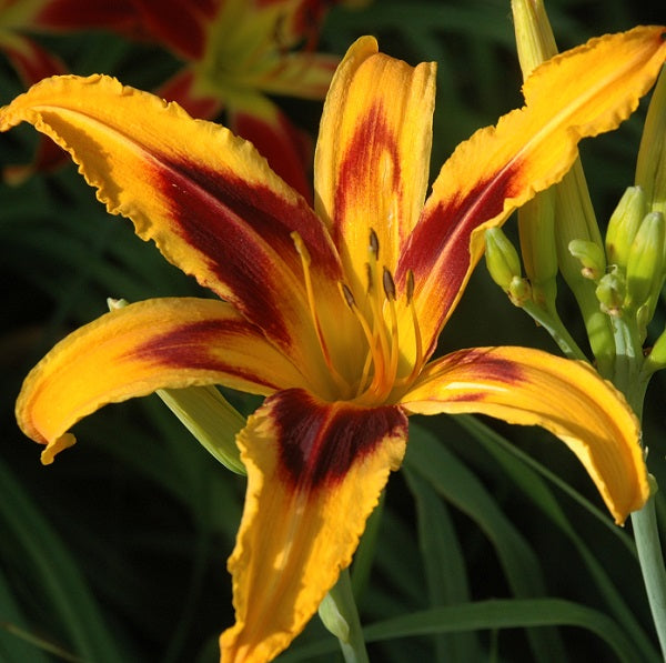Bottle Rocket an orange daylily from Sterrett Gardens with red eye, EV