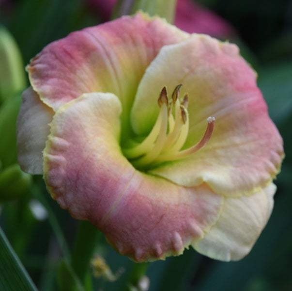 Broadway Legend cream pink polychrome daylily from Sterrett Gardens with a light pink wash, yellow watermark, GT, SEV