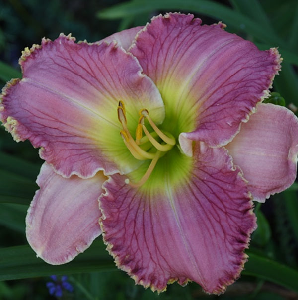Browns Ferry Debutant bright pink daylily from Sterrett Gardens with a light pink watermark, GT, cream ruffled edge, SEV