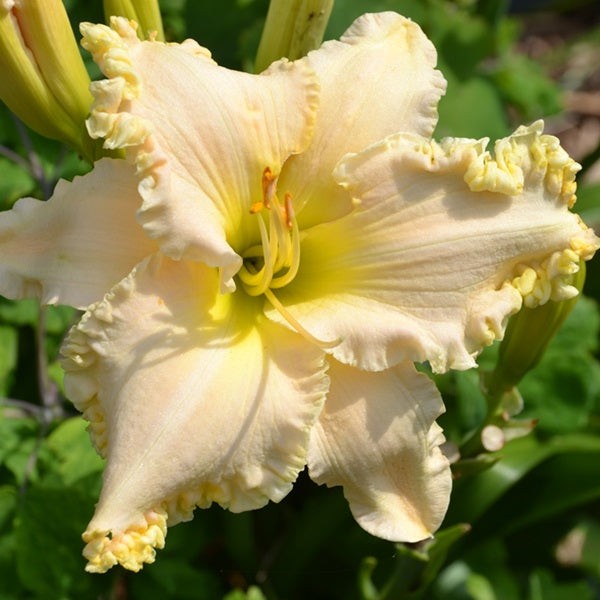 Browns Ferry Royalty ice pink daylily from Sterrett Gardens with yellow piecrust edge, yellow throat, DOR