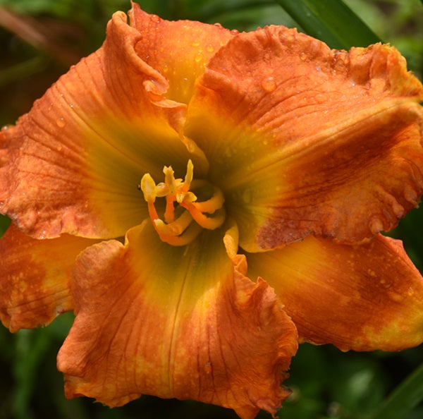Burnt Hickory- orange daylily from Sterrett Gardens with blaze of burnt orange on petals, GT, ruffled, F, SEV