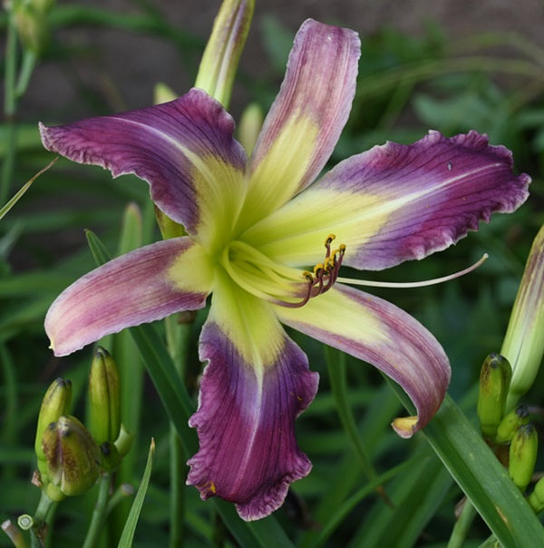 Butterfly Jamboree medium orchid biolor daylily from Sterrett Gardens that is unusual form (Cascade), DOR