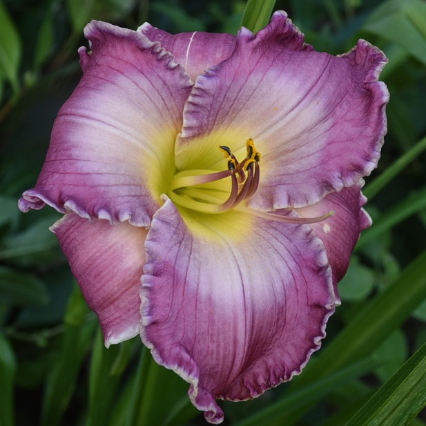 Call of the Loon clear lilac orchid daylily from Sterrett Gardens with a softer watermark, F, 5 branches, SEV