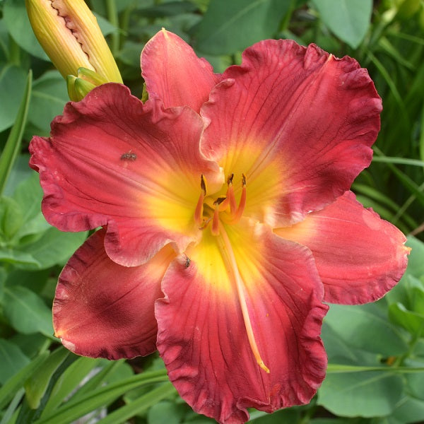 Candy Apple Tower is a deep candy apple red self daylily from Sterrett Gardens that is DOR