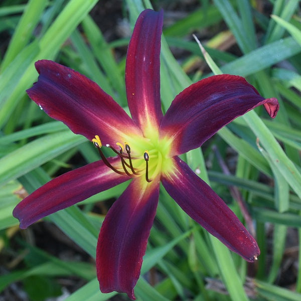 Cardinal Summer is a bright red daylily from Sterrett Gardens with a velvety sheen, chartreuse GT, spider (4.0:0), DOR