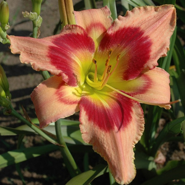 Carnival in Mexico is a pale veined rose daylily from Sterrett Gardens with a large deep red eye, GT, DOR,