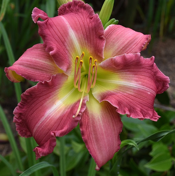 Caroline Grace McGhee is a pink bitone daylily from Sterrett Gardens with a triangular GT, light pink watermark, white midribs, slightly ruffled, DOR