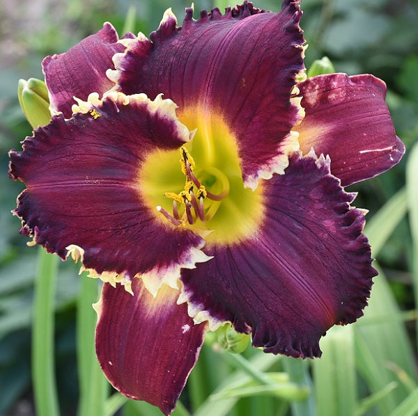 Cestial Cindy Dye is a dark purple self dayllly from Sterrett Gardens with gold teeth, DOR