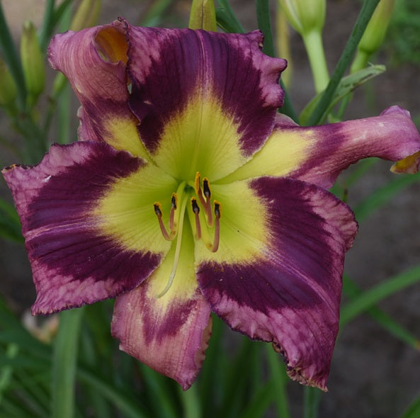 Chasing Blue Bubbles is a pale lavender daylily from Sterrett Gardens with a blue violet eye,crimpled db. picotee edge-purple & silver, amber GT, F, SEV