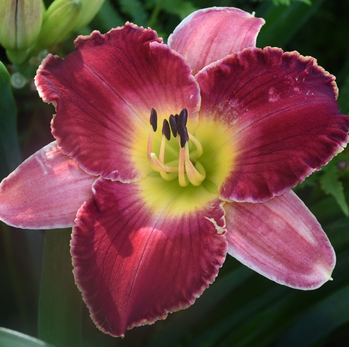 Cherries Jubilee is a velvet red/medium red bitone from Sterrett Gardens with piecrust ruffles, white picotee, DOR