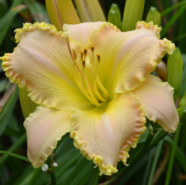 Clara Bradshaw is a melon pink polychrome daylily from Sterrett Gardens with heavy gold edge, fragrant