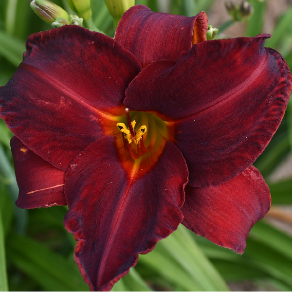 Clayton Burkey is a mid-late deep intense red daylily from Sterrett Gardens with darker velvet band