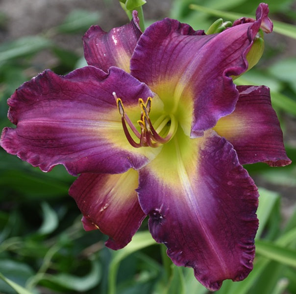 Clown in the Crowd is a mid-late rich maroon daylily with dark raspberry eye, yellow throat