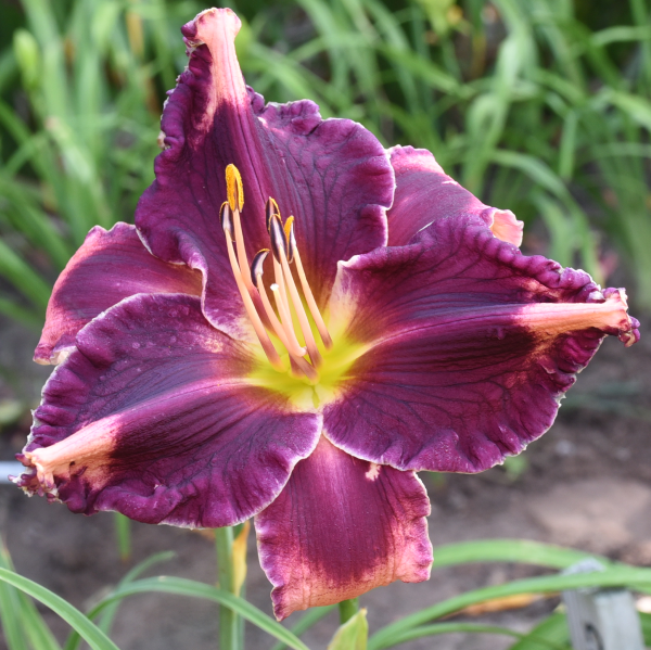 Coit Tower is a orchid daylily from Sterrett Gardens with dark purple eye and edge, VF, unusual form (Crispate)
