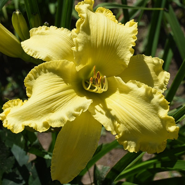Corn on the Cob is a midseason lemon yellow self daylily from Sterrett Gardens with bubbly yellow edge
