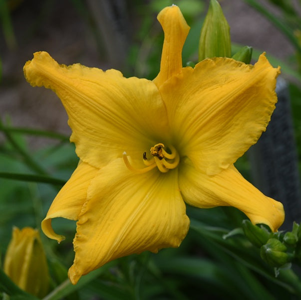 Crisperdoodle is an early intense yellow self daylily from Sterrett Gardens with pea GT, unusual form (Crispate), EV