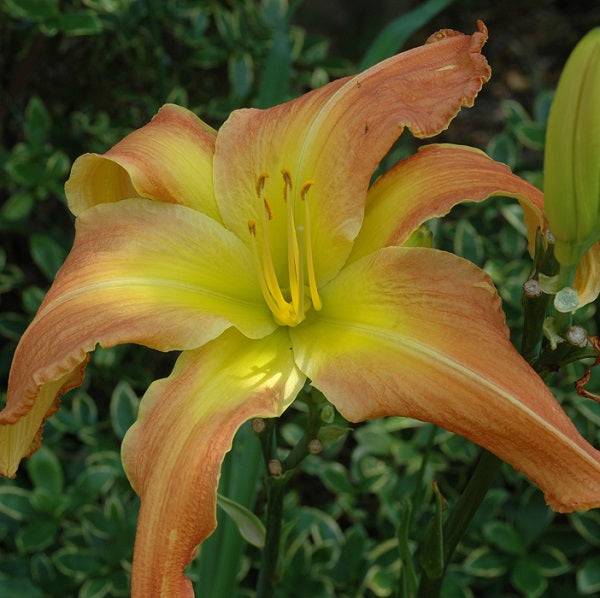 Curious George is a burnt orange daylily from Sterrett Gardens with a gold edge, yellow throat, SEV