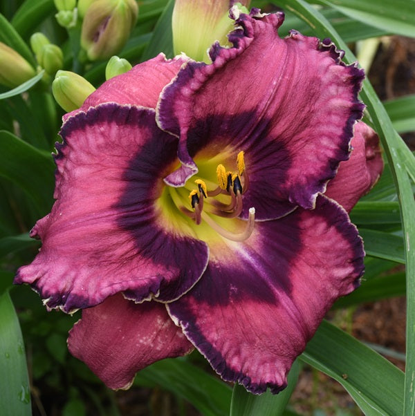 Dark Moon Dreamer is a purple daylily from Sterrett Gardens with a dark eye, white GT, violet picotee sharks tooth edge, F, 4 branches, SEV