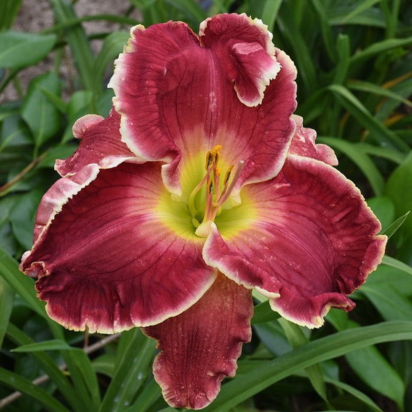 Devil Women is an electric crimson daylily from Sterrett Gardens with white edge, pink watermark, lime GT, EV