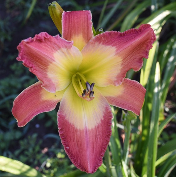 Doctor Handsome is a bittersweet orange daylily from Sterrett Gardens with a feathered, diamond dusted yellow watermark, GT, unusual form (Crispate),DOR