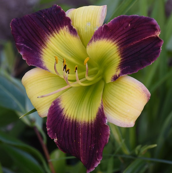 Don Giovanni is an amethyst bicolor daylily from Sterrett Garden with veined petals,lime GT, ivory chartreuse sepals w/pink blush edge, DOR