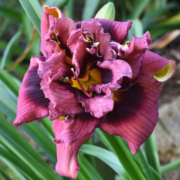 Double Berry Blitz is a magenta purple daylily from Sterrett Gardens with a dark eye, yellow GT, F, Db(98%), unusual form (Crispate), DOR