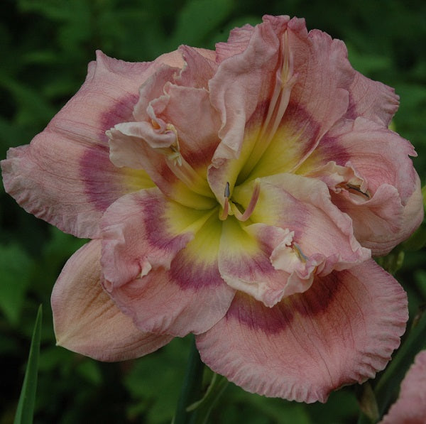 Double Blu By-You is a blue violet blend daylily from Sterrett Gardens with a violet eye & edge, yellow GT, Db(100%), DOR