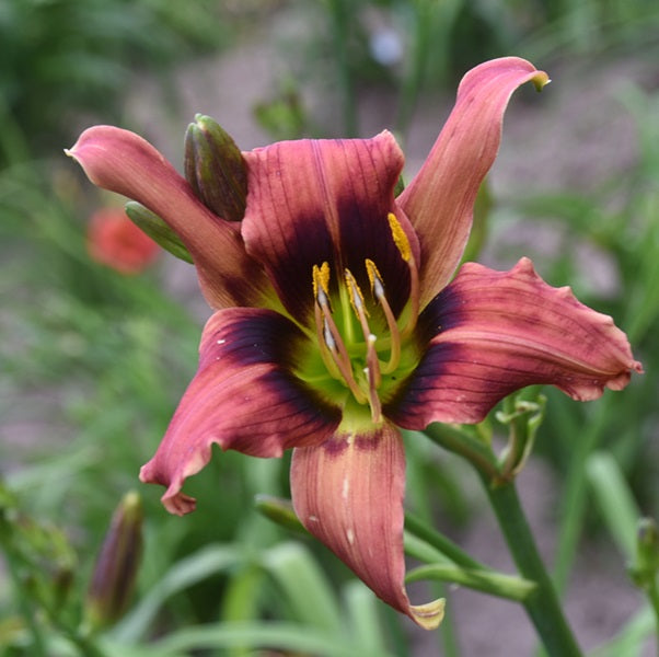 Dragonfly Derby is peach/pink/lavender blend daylily from Sterrett Gardens that is an unusual form (Crispate-Cascade), DOR