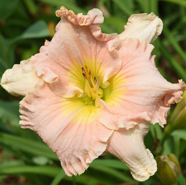Early Girl is a extra early, baby pink daylily from Sterrett Gardens with ruffled edge, yellow GT
