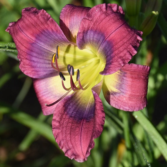 Electric Eyes is a early midseason fuchsia purple daylily from Sterrett Gardens with large blue lavender eye, GT, EV