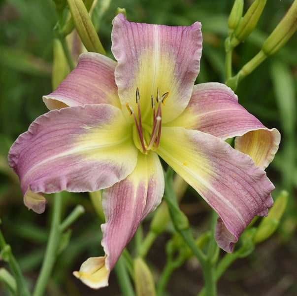 Elf Kisses is a mid-late lavender daylily from Sterrett Gardens with white ruffled edge, GT, faint darker eye, white midribs, VF, unusual form (Cripate-Cascade), DOR