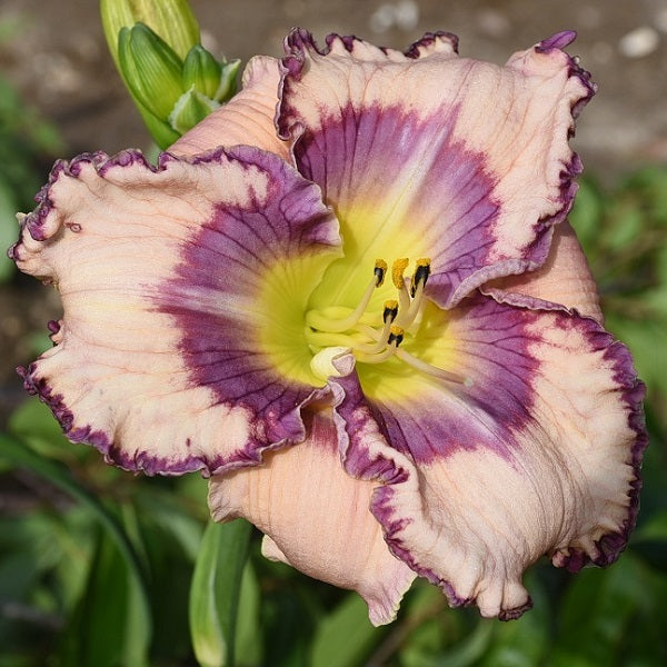 Eye for Detail is a midseason pale peach cream daylily from Sterrett Gardens with light magenta eye, darker halo, and edges, yellow GT, EV