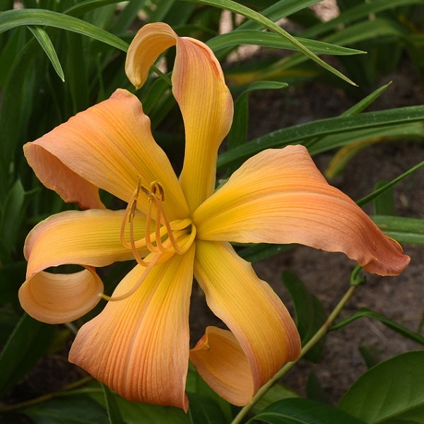 Finer than a Frog Hair is an early midseason peach gold polychrome daylily from Sterrett Gardens with GT, unusual form (Cascade), Db(98%), EV