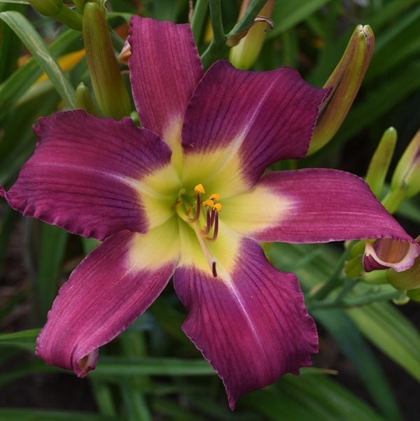 Forgotten Path is a mid-late, violet daylily from Sterrett Gardens with sometimes darker purple halo, GT, unusual form (Crispate)