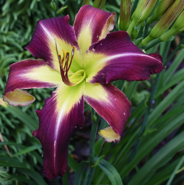 Frugal McDougall is an early, purple daylily from Sterrett Gardens with slightly lighter blue purple band, ivory GT, F, unusual form (Crispate)