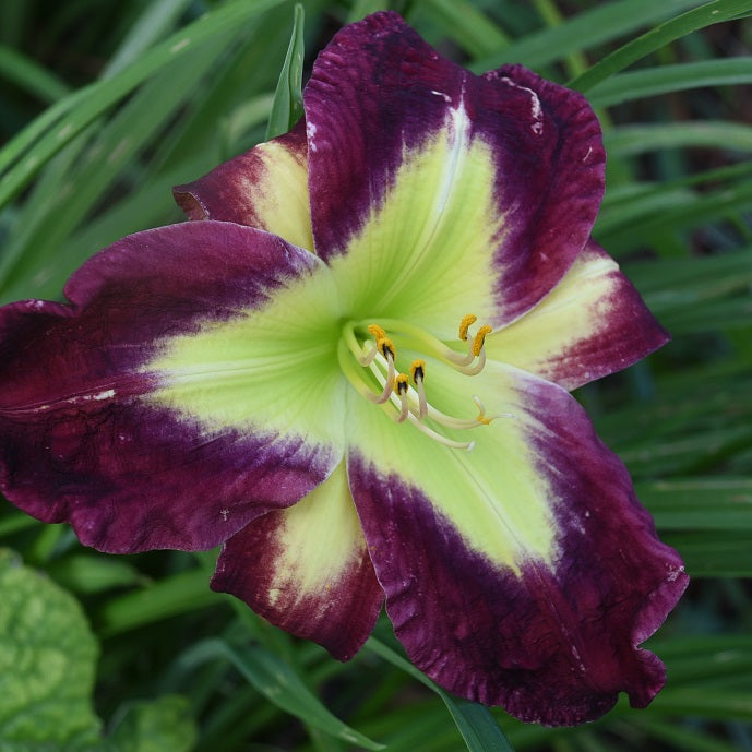 Gisela Meckstroth is an early, rich red purple daylily from Sterrett Gardens with large, triangular yellow GT