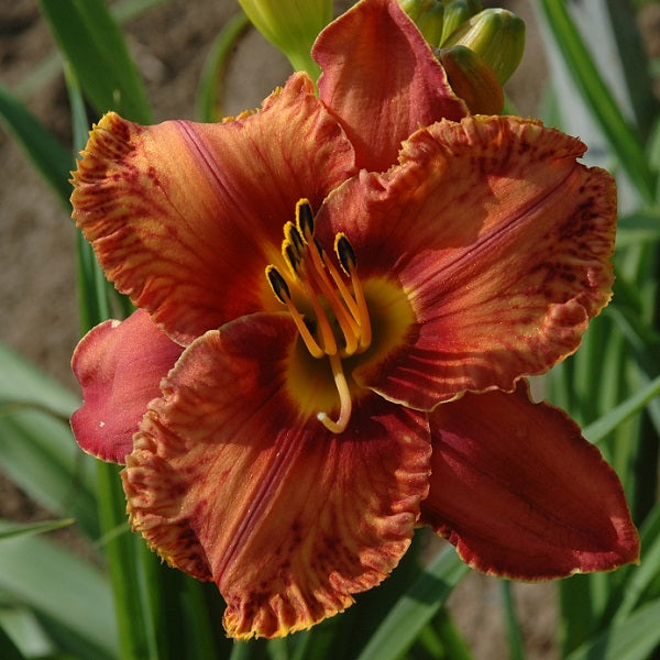 Godiva Jam is a orange rose and rose bicolor daylily from Sterrett Gardens with wine eye, gold throat