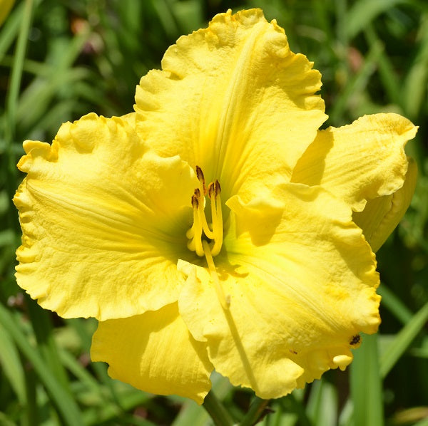 Googies is a midseason golden yellow self daylily from Sterrett Gardens with GT